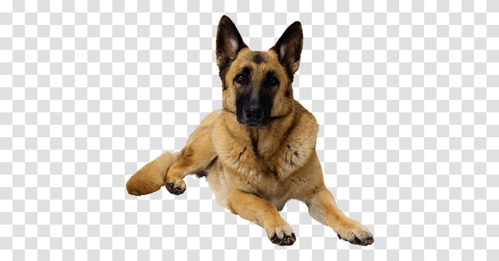 German Shepherd, Animals, Dog, Pet, Canine Transparent Png