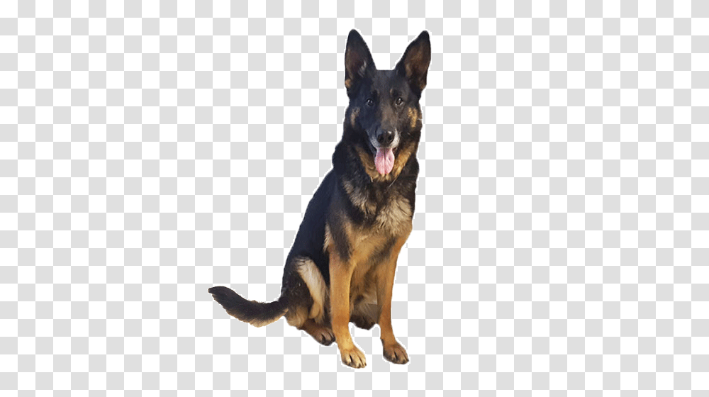 German Shepherd, Animals, Dog, Pet, Canine Transparent Png