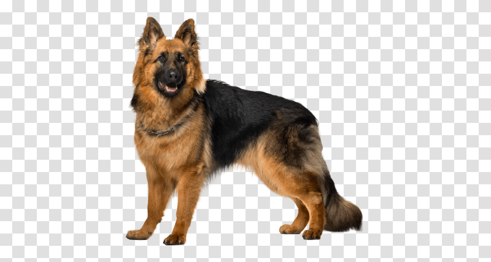 German Shepherd, Animals, Dog, Pet, Canine Transparent Png