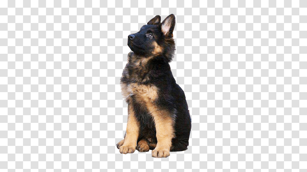 German Shepherd, Animals, Dog, Pet, Canine Transparent Png