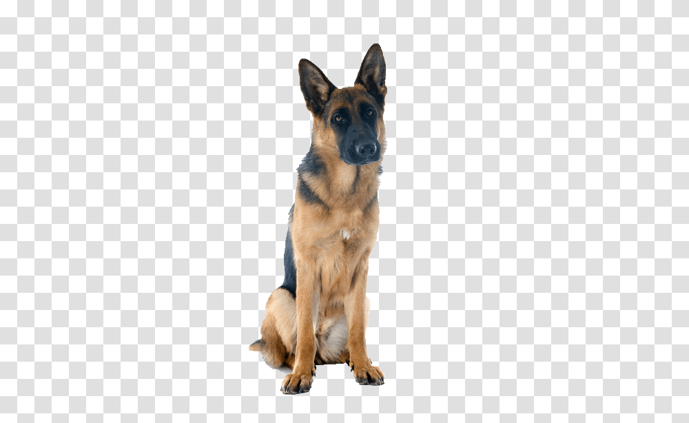 German Shepherd, Animals, Dog, Pet, Canine Transparent Png