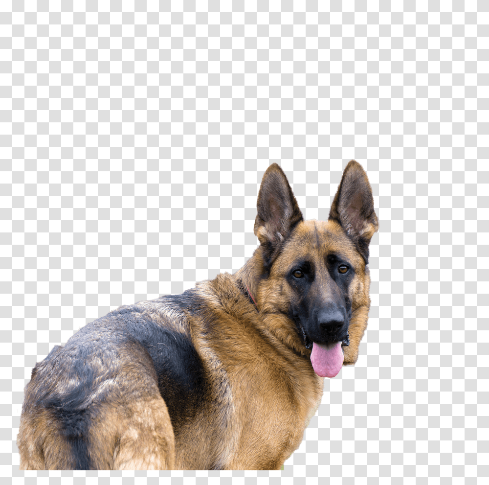 German Shepherd, Animals, Dog, Pet, Canine Transparent Png