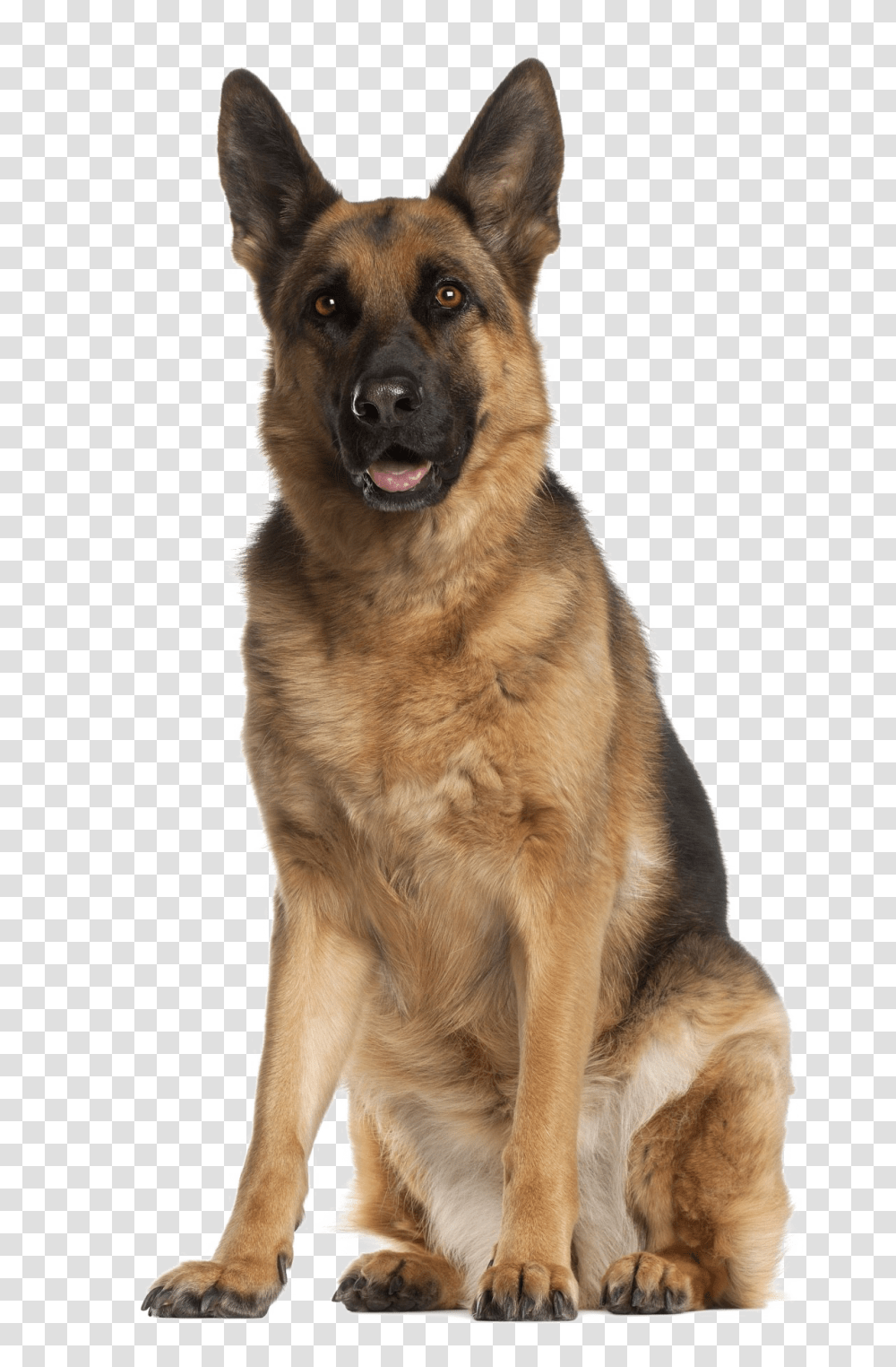 German Shepherd, Animals, Dog, Pet, Canine Transparent Png