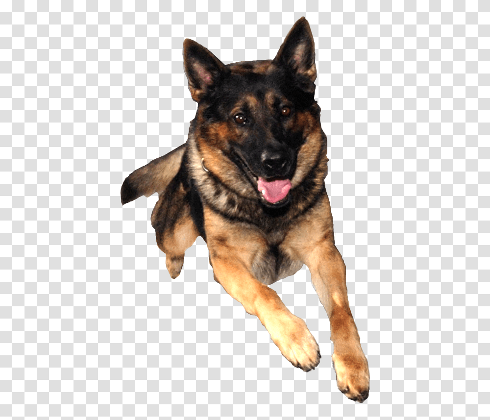 German Shepherd, Animals, Dog, Pet, Canine Transparent Png