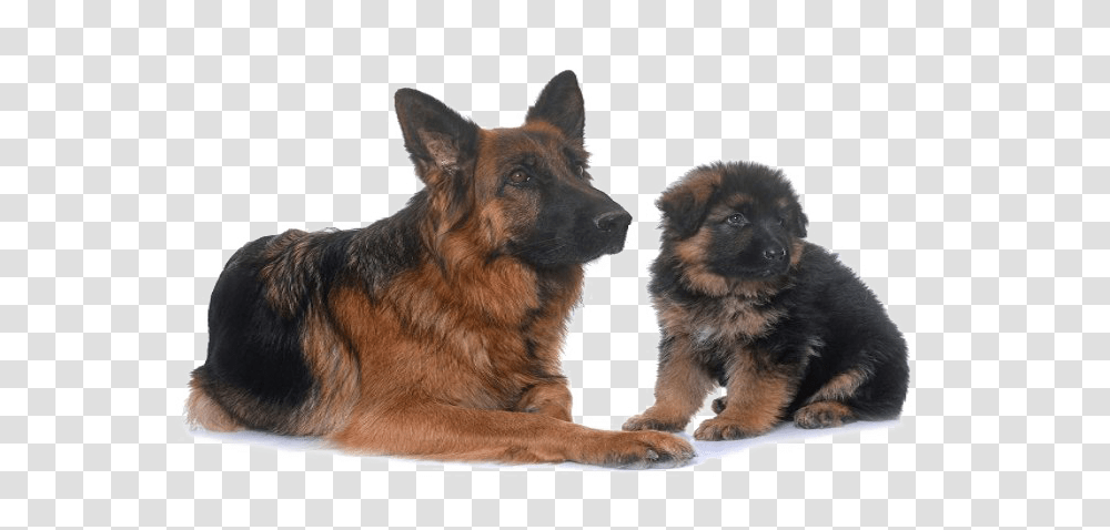 German Shepherd, Animals, Dog, Pet, Canine Transparent Png