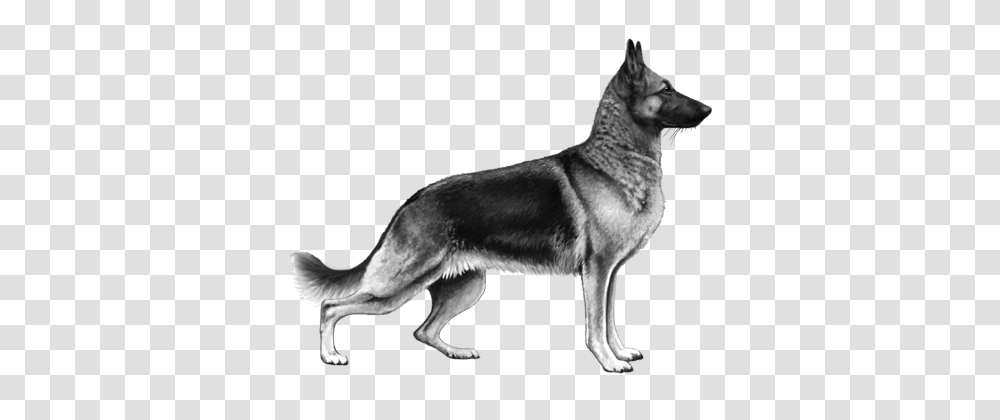 German Shepherd, Animals, Dog, Pet, Canine Transparent Png