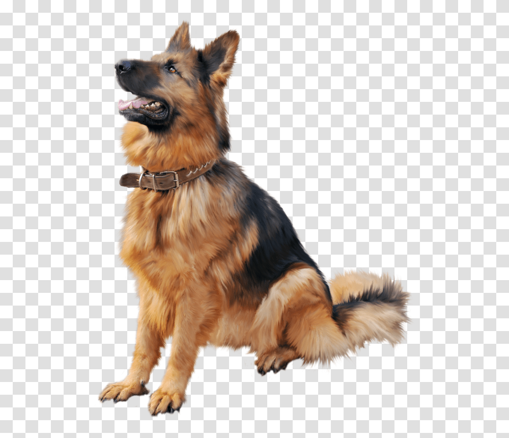 German Shepherd, Animals, Dog, Pet, Canine Transparent Png