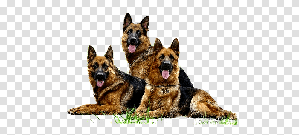 German Shepherd, Animals, Dog, Pet, Canine Transparent Png