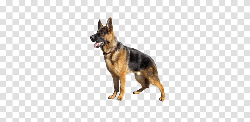 German Shepherd, Animals, Dog, Pet, Canine Transparent Png