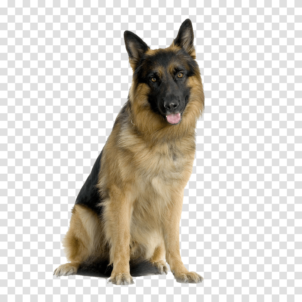 German Shepherd, Animals, Dog, Pet, Canine Transparent Png