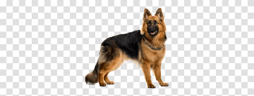 German Shepherd, Animals, Dog, Pet, Canine Transparent Png