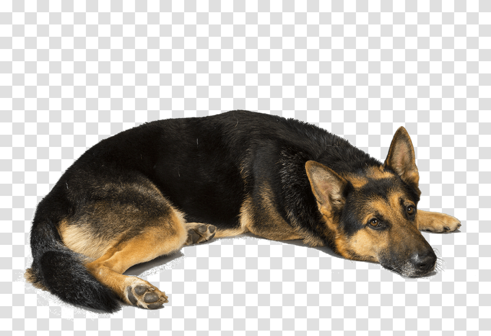 German Shepherd, Animals, Dog, Pet, Canine Transparent Png