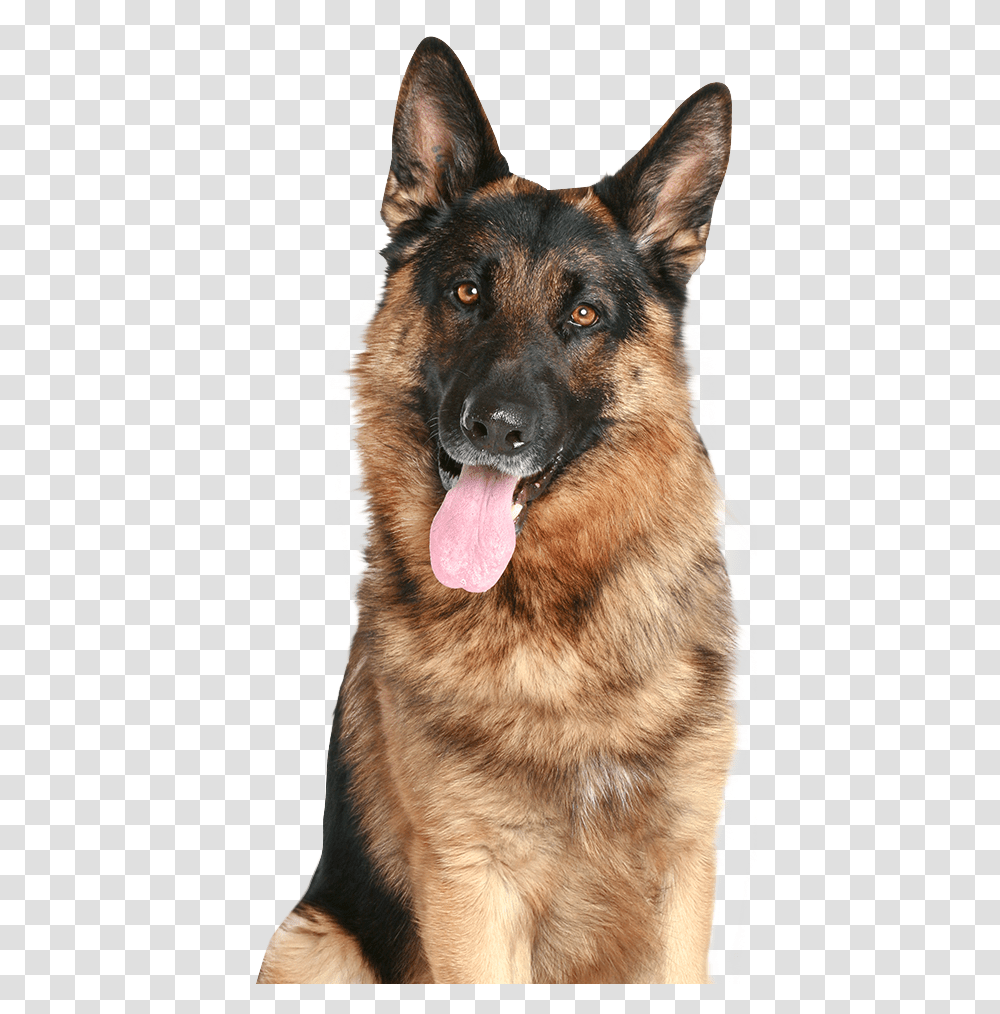 German Shepherd, Animals, Dog, Pet, Canine Transparent Png