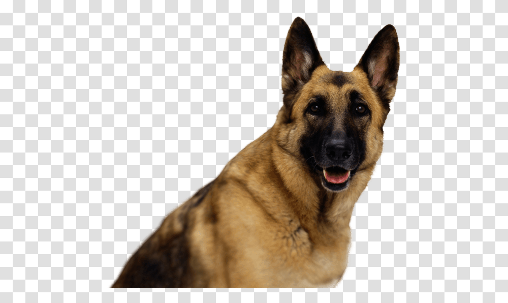 German Shepherd, Animals, Dog, Pet, Canine Transparent Png