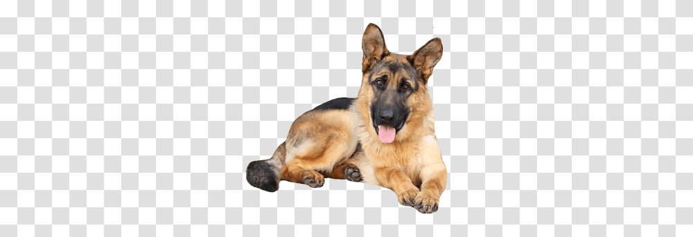 German Shepherd, Animals, Dog, Pet, Canine Transparent Png