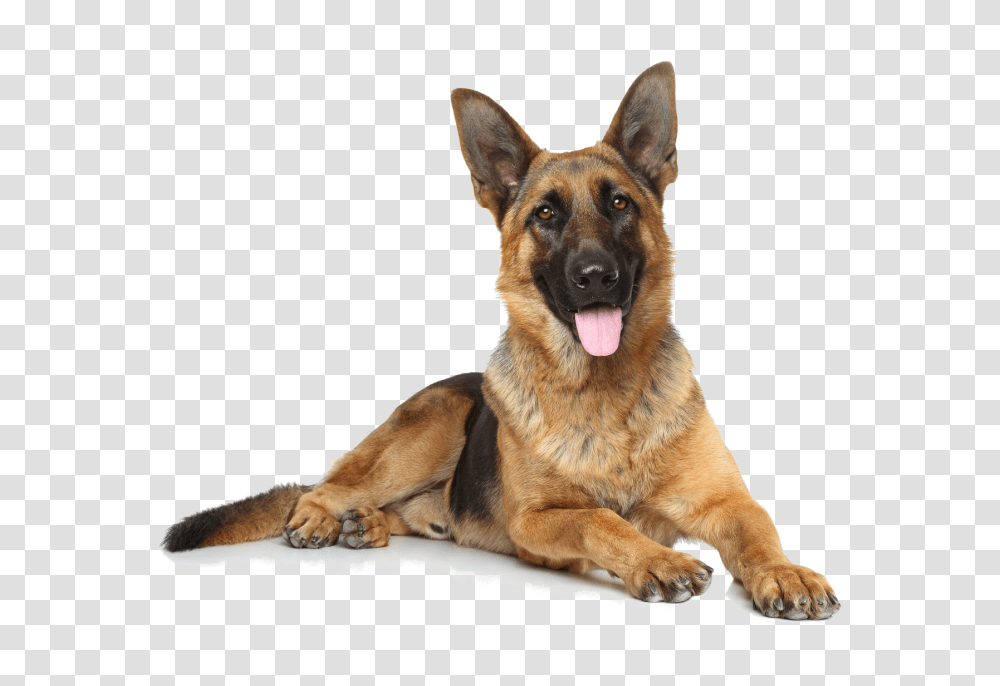 German Shepherd, Animals, Dog, Pet, Canine Transparent Png