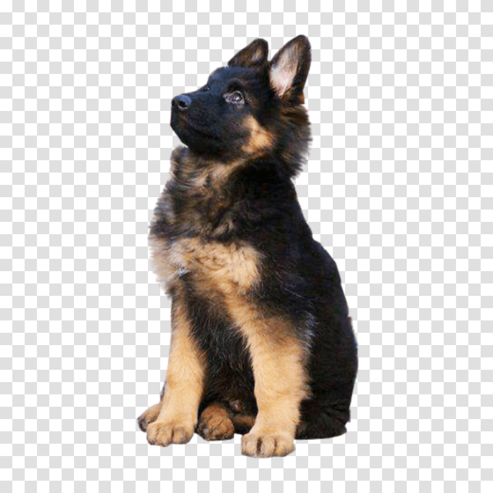 German Shepherd, Animals, Dog, Pet, Canine Transparent Png