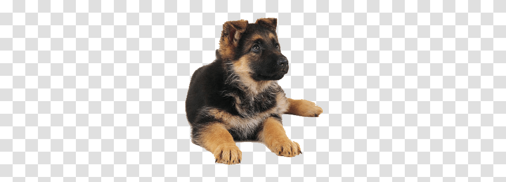 German Shepherd, Animals, Dog, Pet, Canine Transparent Png