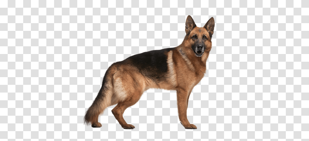German Shepherd, Animals, Dog, Pet, Canine Transparent Png