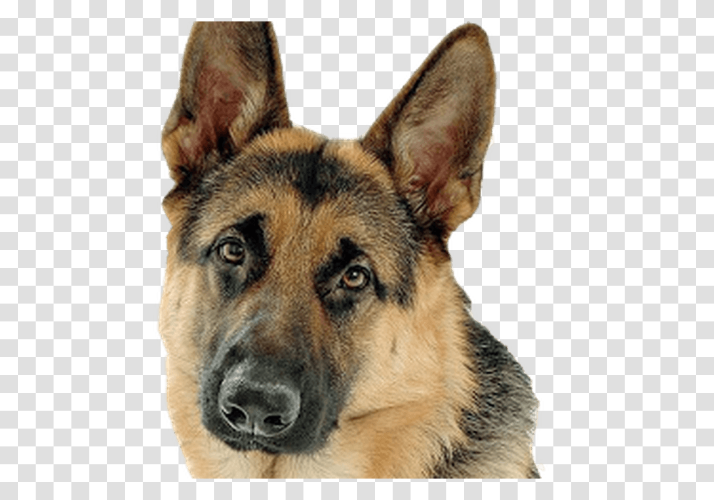 German Shepherd, Animals, Dog, Pet, Canine Transparent Png