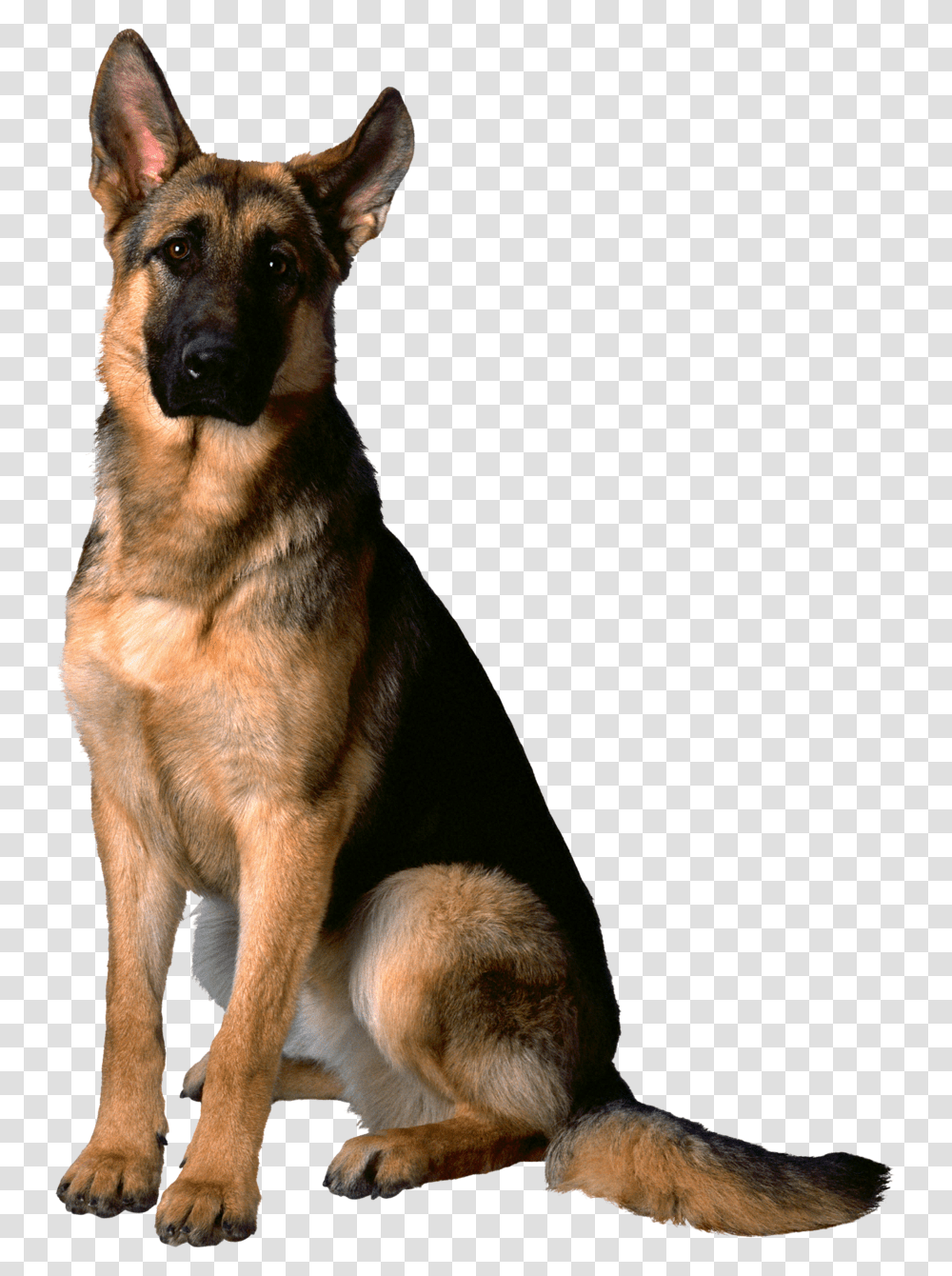 German Shepherd, Animals, Dog, Pet, Canine Transparent Png