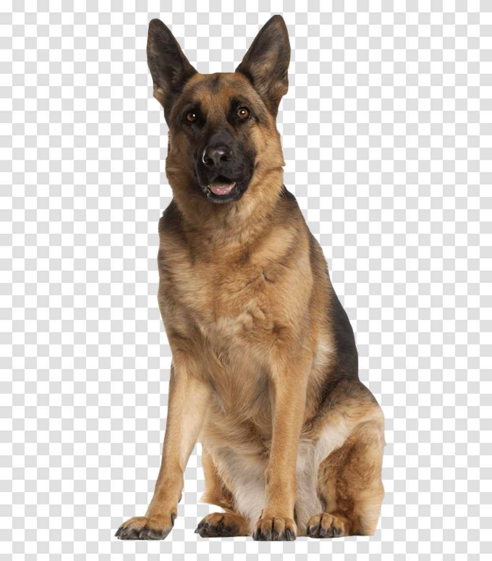 German Shepherd, Animals, Dog, Pet, Canine Transparent Png