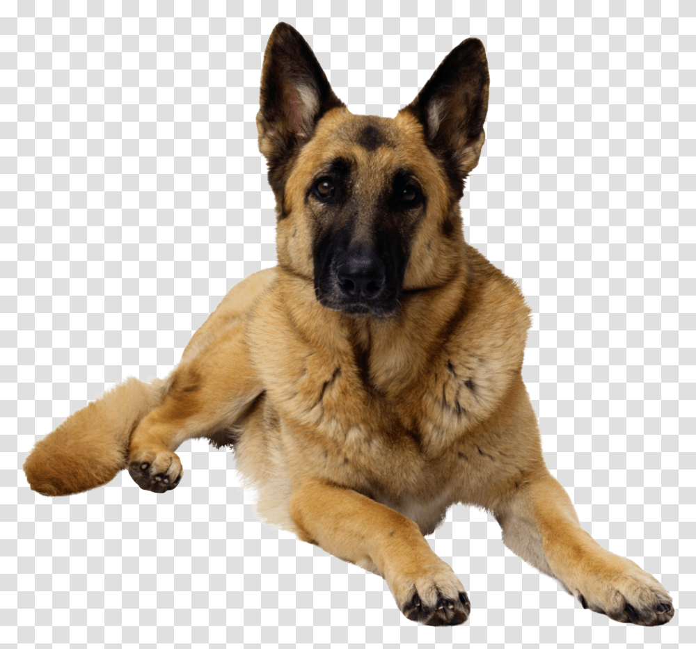 German Shepherd, Animals, Dog, Pet, Canine Transparent Png