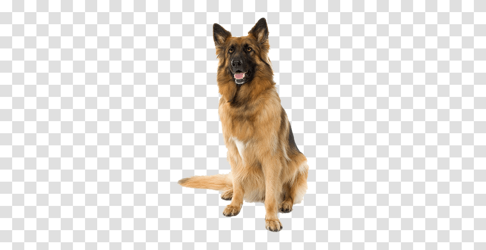 German Shepherd, Animals, Dog, Pet, Canine Transparent Png