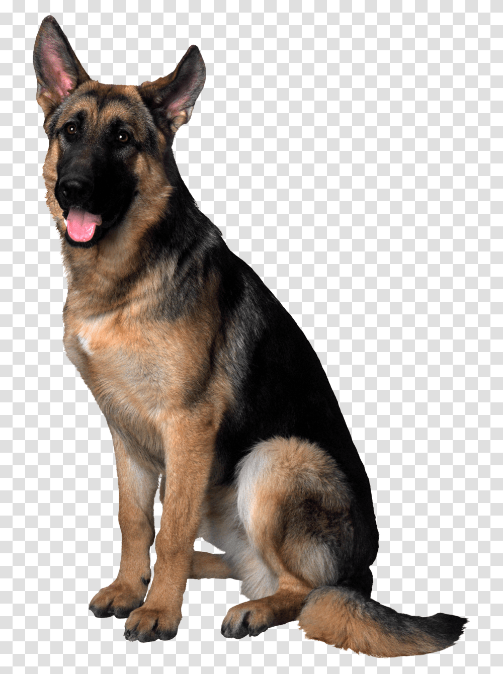 German Shepherd, Animals, Dog, Pet, Canine Transparent Png