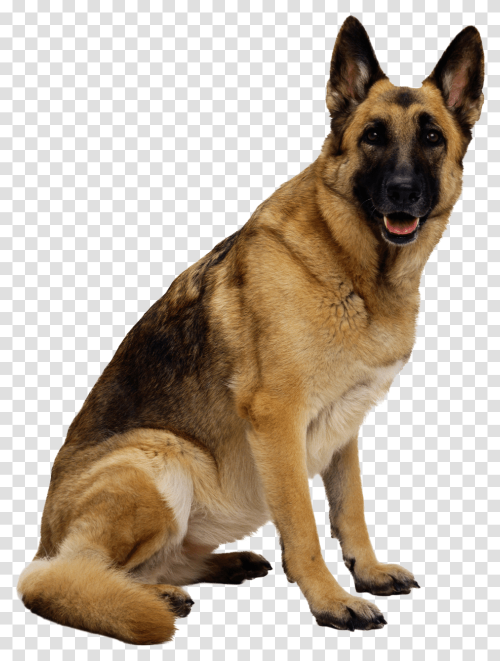 German Shepherd, Animals, Dog, Pet, Canine Transparent Png