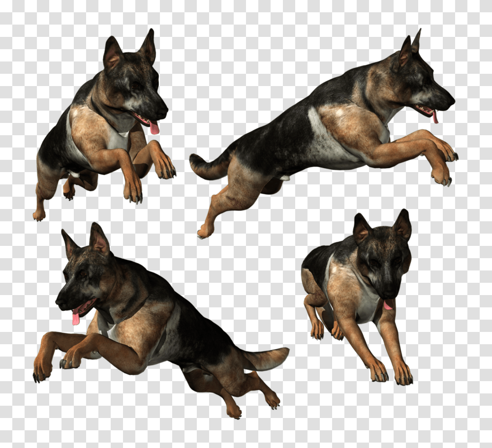 German Shepherd, Animals, Dog, Pet, Canine Transparent Png