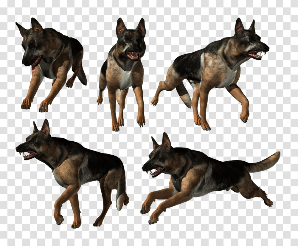 German Shepherd, Animals, Dog, Pet, Canine Transparent Png