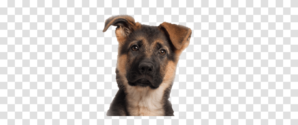 German Shepherd, Animals, Dog, Pet, Canine Transparent Png