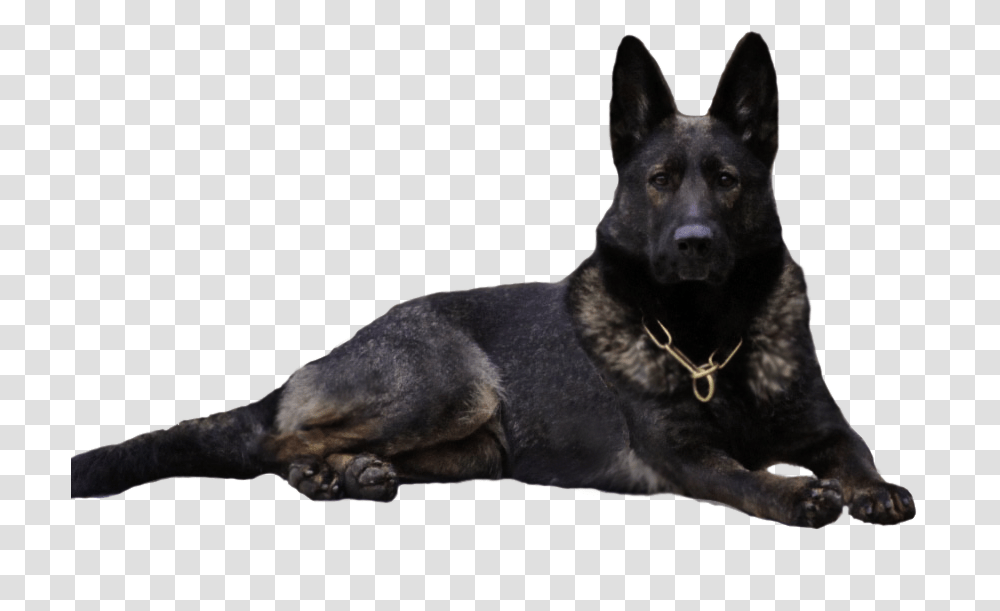 German Shepherd, Animals, Dog, Pet, Canine Transparent Png