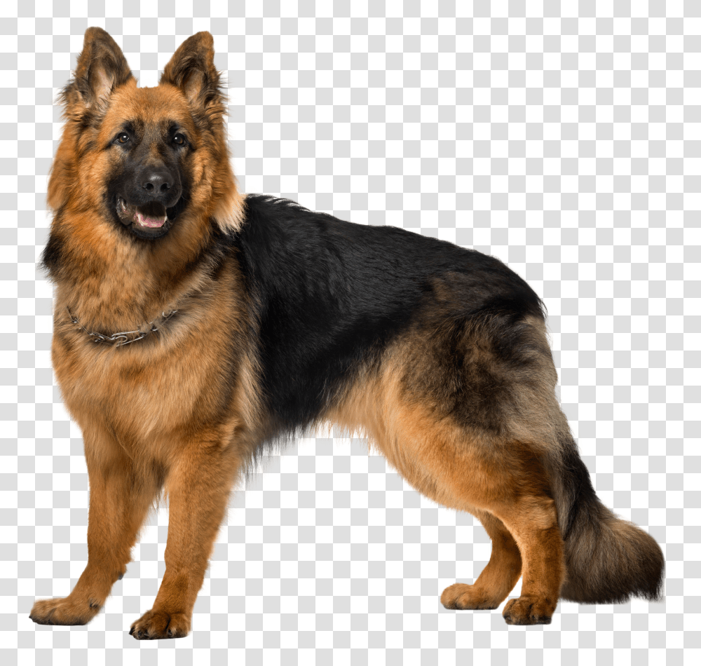 German Shepherd, Animals Transparent Png