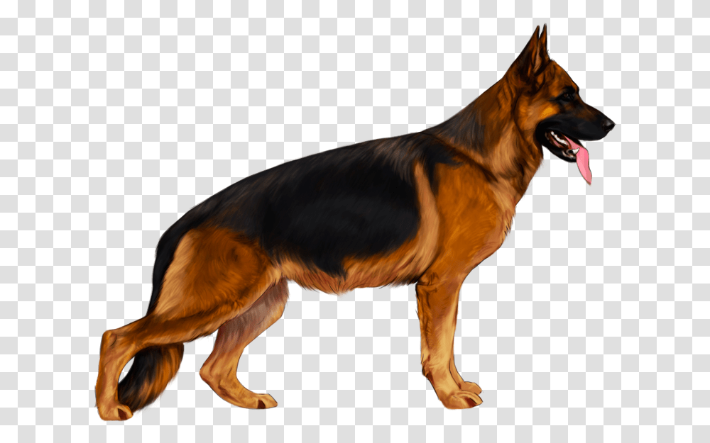 German Shepherd Background, Dog, Pet, Canine, Animal Transparent Png
