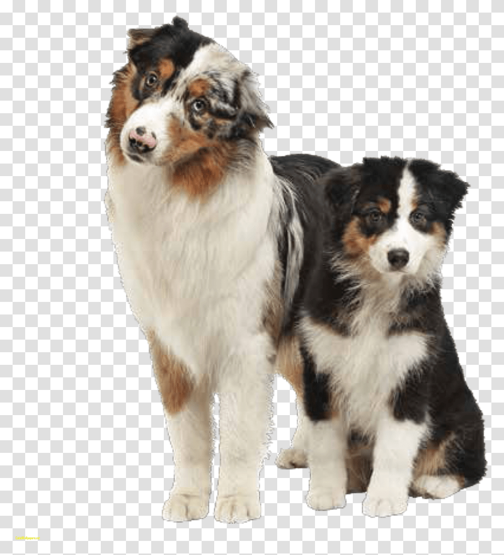 German Shepherd Clipart Australian Shepherd Bernese Mountain Dog, Pet, Canine, Animal, Mammal Transparent Png