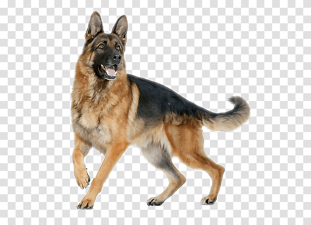 German Shepherd Clipart Background German Shepherd, Dog, Pet, Canine, Animal Transparent Png