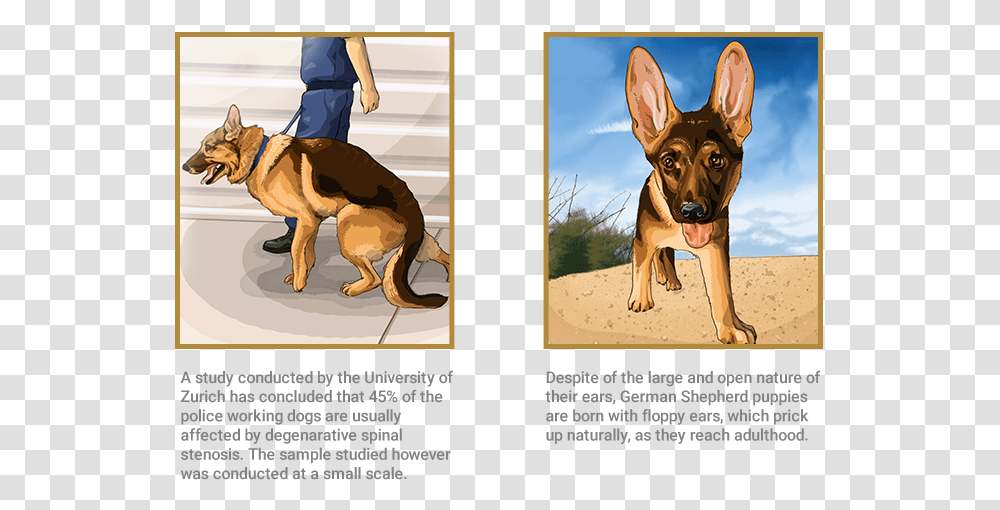 German Shepherd Degenerative Spinal Stenosis German Shepherd, Dog, Pet, Canine, Animal Transparent Png