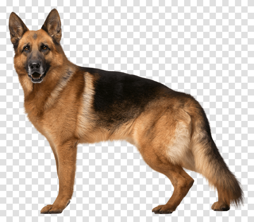 German Shepherd Dog Clip Art Transparent Png