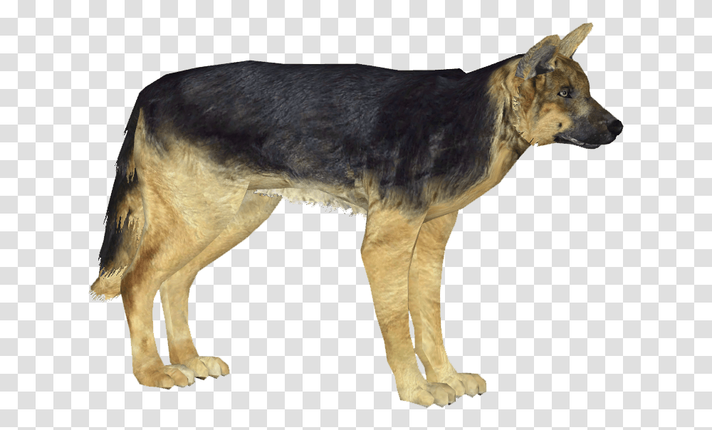 German Shepherd Dog German Shepherd, Animal, Mammal, Coyote, Horse Transparent Png