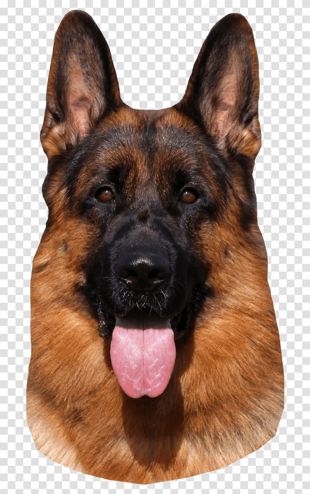 German Shepherd Dog Hd, Pet, Canine, Animal, Mammal Transparent Png