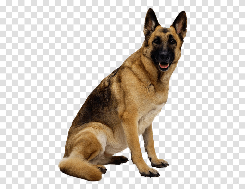 German Shepherd Dog Image Dog Images Hd, Pet, Canine, Animal, Mammal Transparent Png