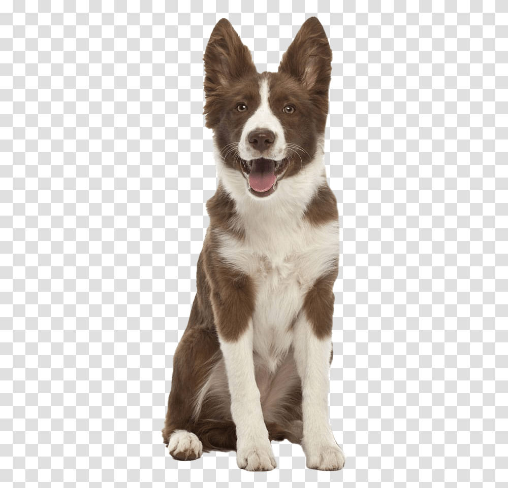 German Shepherd Dog Image File Border Collie Cute Brown And White, Pet, Canine, Animal, Mammal Transparent Png