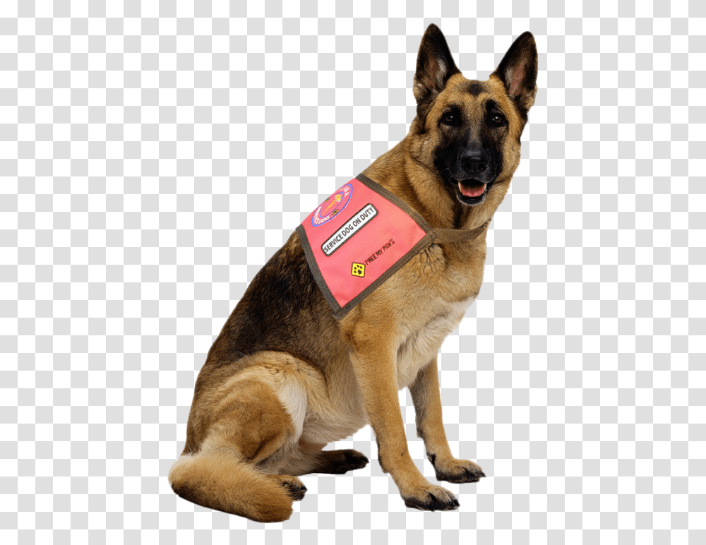 German Shepherd Dog, Pet, Canine, Animal, Mammal Transparent Png