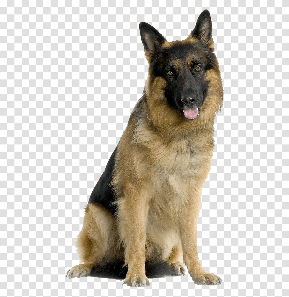 German Shepherd Dog, Pet, Canine, Animal, Mammal Transparent Png