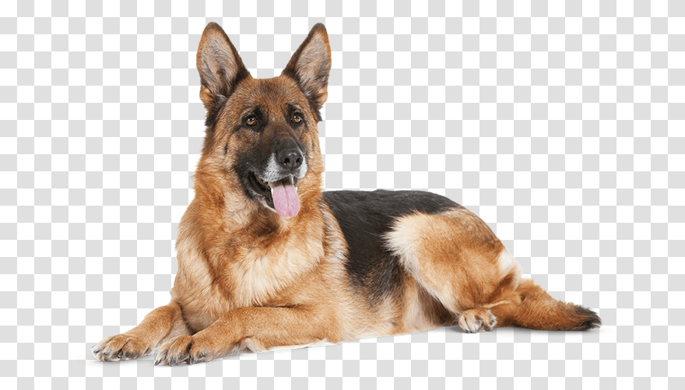German Shepherd, Dog, Pet, Canine, Animal Transparent Png