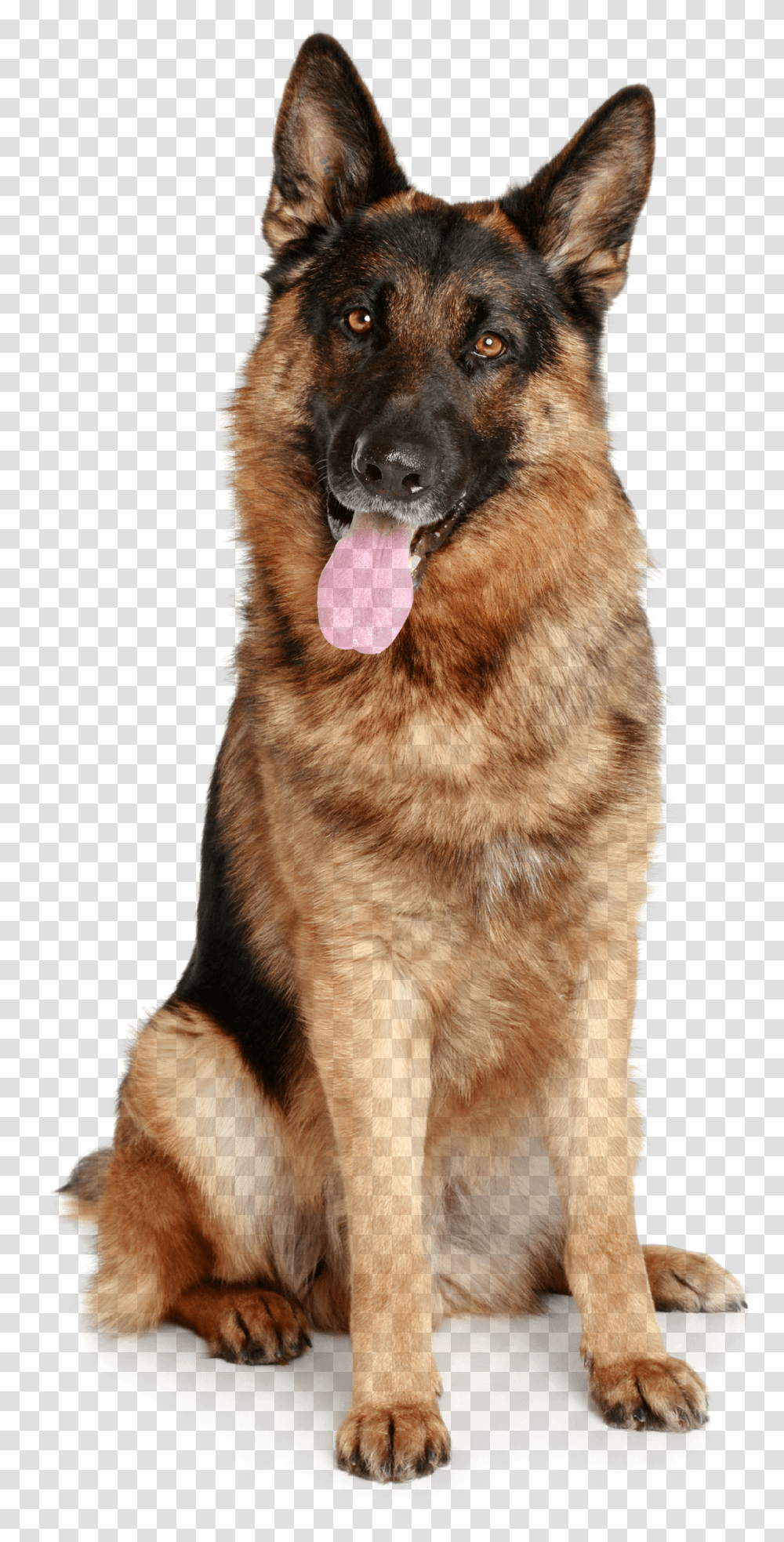 German Shepherd, Dog, Pet, Canine, Animal Transparent Png