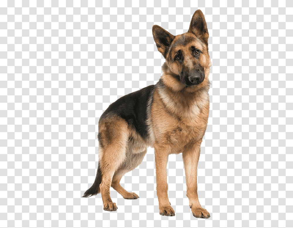 German Shepherd Dog Picture, Pet, Canine, Animal, Mammal Transparent Png