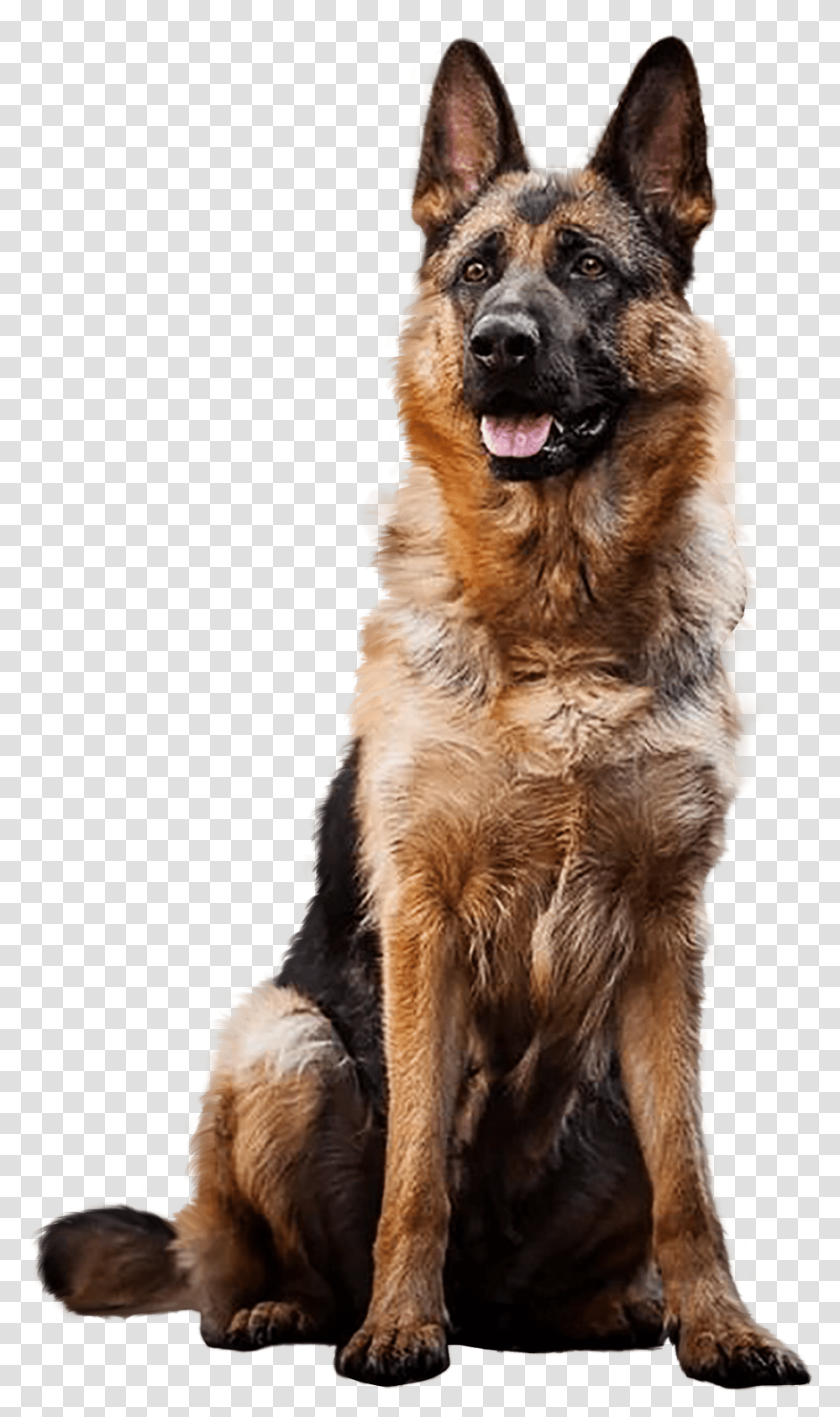 German Shepherd German Shepherd Dog In Background, Pet, Canine, Animal, Mammal Transparent Png